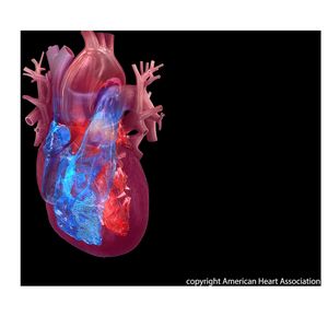 Heart chambers illustration